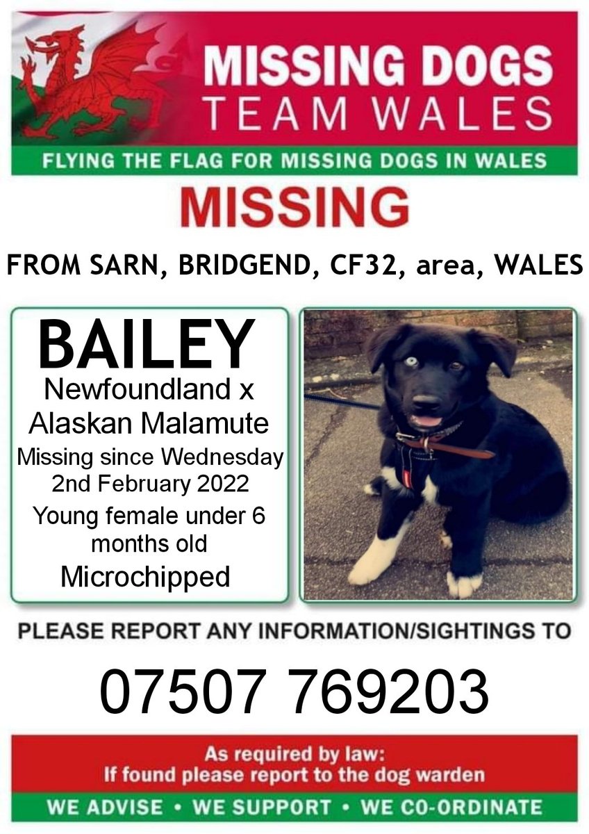 ‼️BAILEY YOUNG FEMALE PUP CROSSBREED IS MISSING FROM SARN AREA BRIDGEND CF32 ‼️
Since Wednesday 2nd February 

Bailey is 💥CHIPPED 💥 and has very distinctive Wall eye so please look out for her and call the poster number if seen asap 💥#missingdogsteamwales