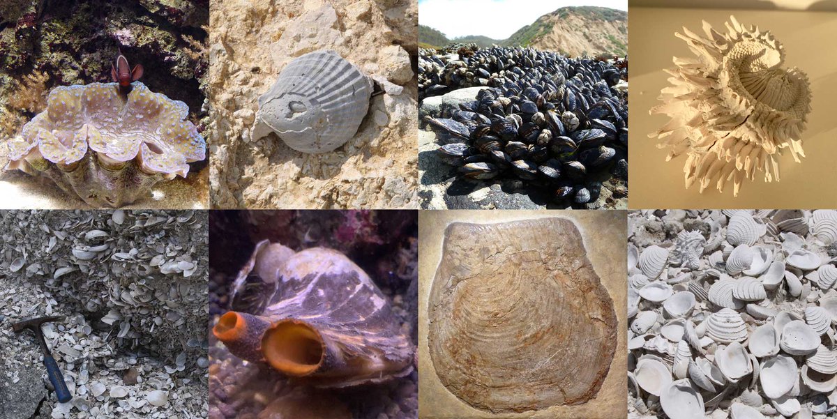 Happy #WorldBivalveDay!! Learn all about bivalves and their fossil record on our Digital Encyclopedia: digitalatlasofancientlife.org/learn/mollusca…