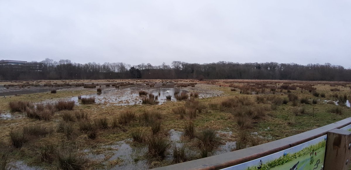 Celebrating our own wetlands @NeneParkPboro for #WorldWetlandsDay. Since the restoration of Heron and Goldie Meadows in 2018 through the @nenescape #BringingNatureCloser project, there has been an increase in ducks and waders across the Park. What have you spotted lately?