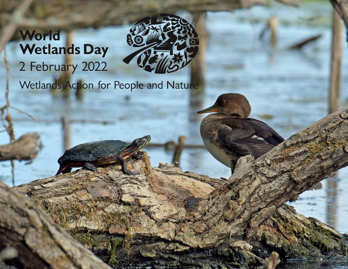 secondmarsh's tweet photo. Today we celebrate #WorldWetlandsDay with one of our favorite pictures from #SecondMarsh. Do you have any pictures to share with us?
Photo: Tom St-Jean
#Oshawa #SecondMarsh #FriendsOfSecondMarsh #OntarioWetlands #WetlandWednesday #ActForWetlands https://t.co/886us61mUF