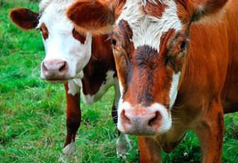 Farms.com Beef News tweet media