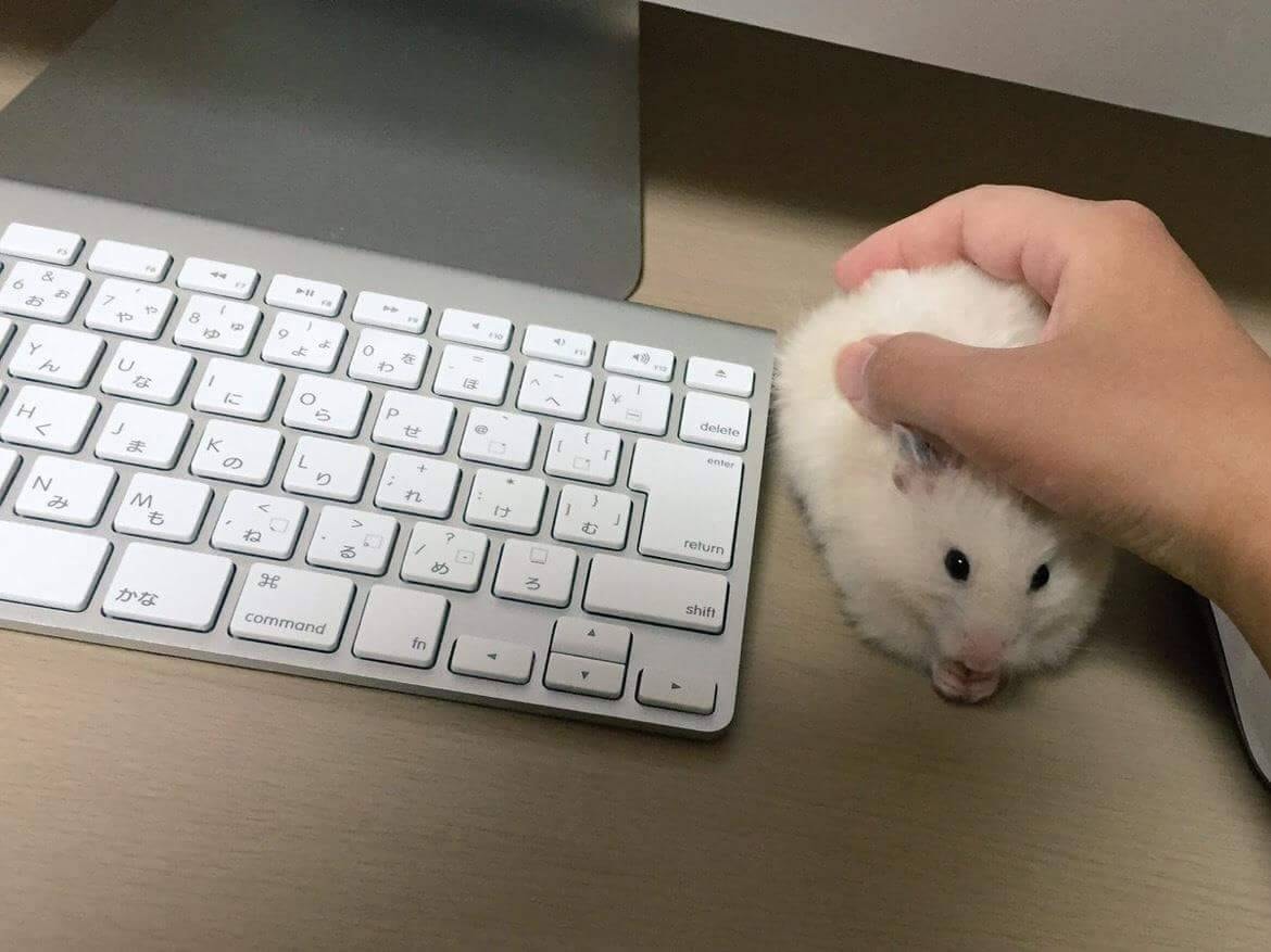 BichinhosFB's tweet image. Galera, seguinte... Acho que meu mouse tá com problema...