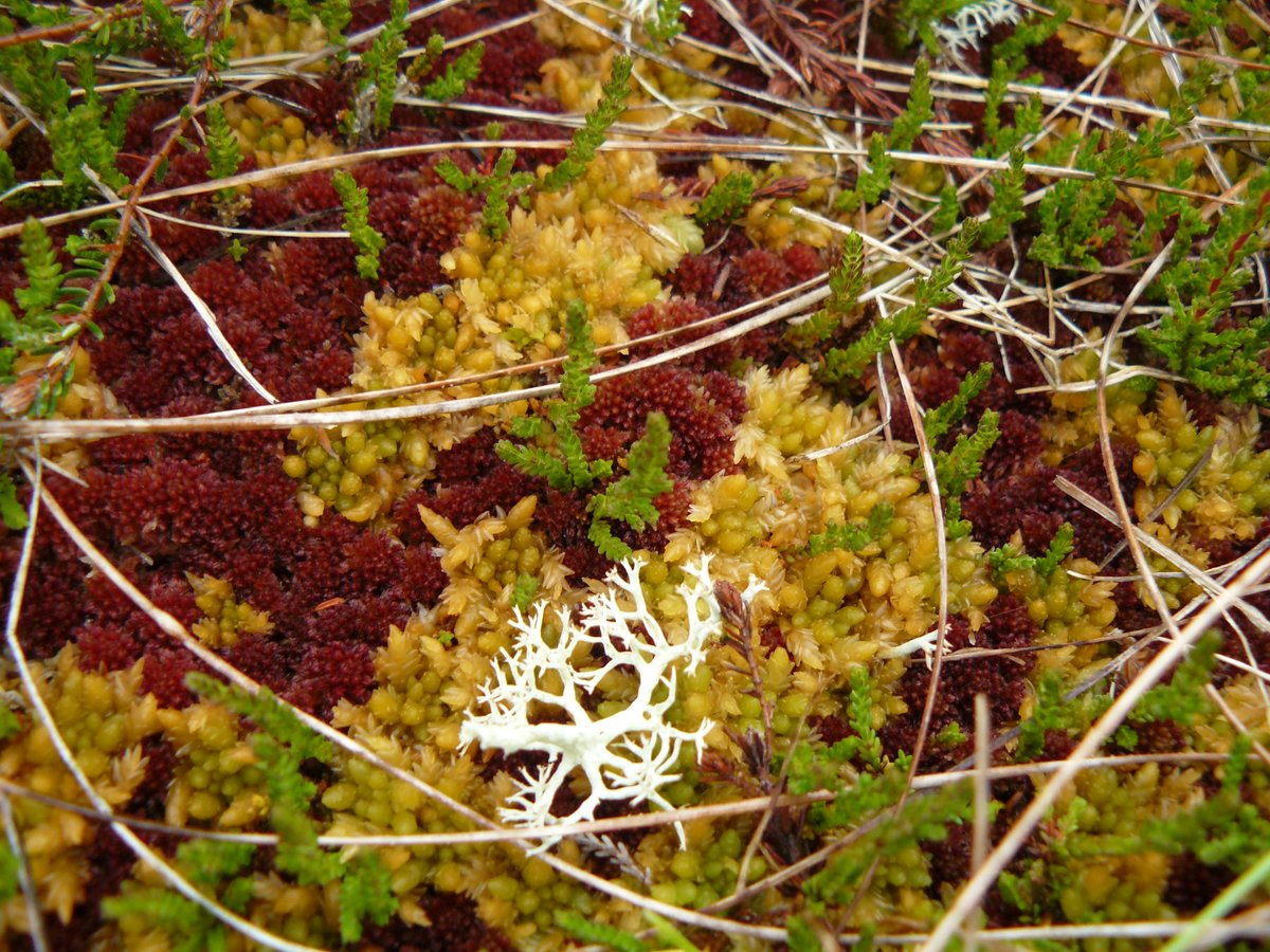 NevisEnv's tweet photo. Today is #WorldWetlandsDay and with over 20 years of experience of restoring #peatlands, we at Nevis know the value of all wetland habitats as #biodiversity hotspots and #carbon sinks.
https://t.co/enl45Nay5A https://t.co/KIKgVXieyK