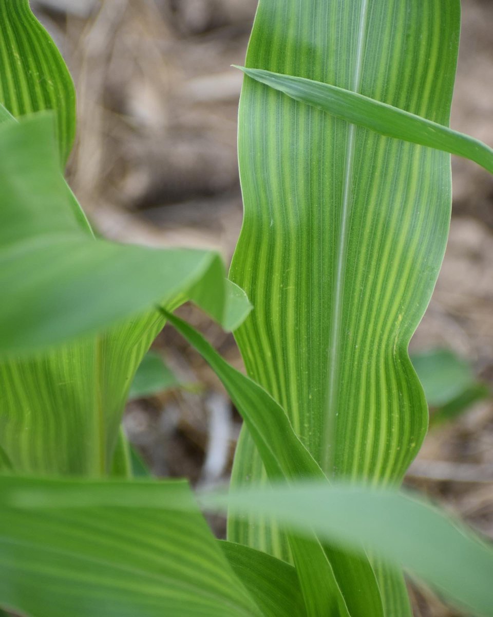 Zinc is an important micro nutrient in corn. It plays an important role in chlorophyll production, leaf and ear formation, and dry down at maturity. Putting liquid zinc in your 2x2 starter or early side-dress is a great way to apply zinc! 
#agronomytip #bagenetics