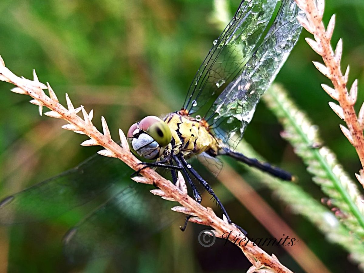 Viera_mits's tweet photo. Lovely 💚🧚🏾♀️🧚🏾♀️🧚🏾♀️
#insect #insects #Natural_Girl543 #Dragonfl #GreenValley https://t.co/CCiwcqoafo