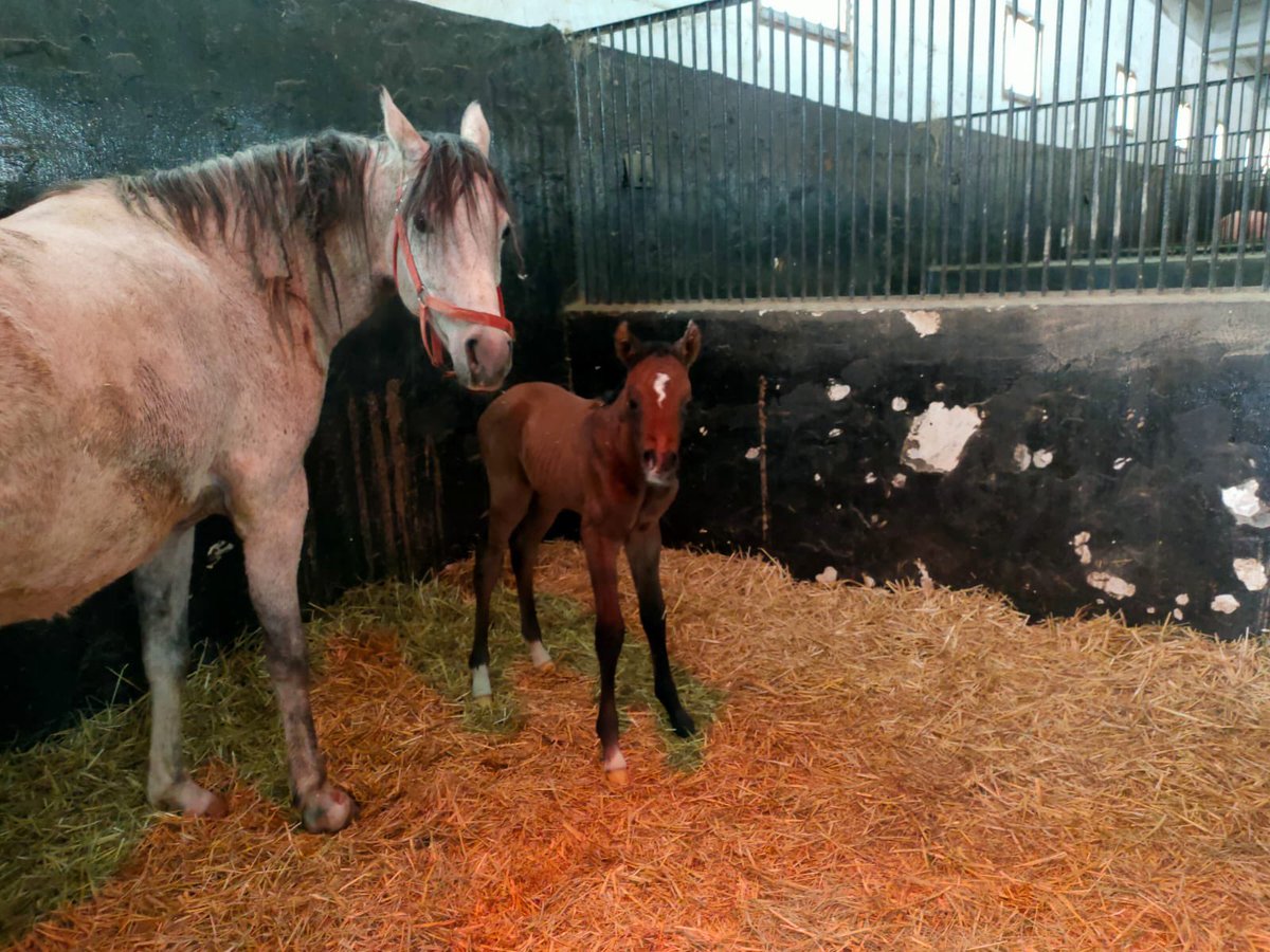 Baş Hükümdar’ın ilk Tayı Dünyaya Geldi 🧿 (Baş Hükümdar-Kubata) dişi Ayakları Düz Bassın <a href="/AEkuris/">aydınlar ekürisi</a>