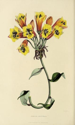 heatonmoorpark's tweet photo. Botanical illustration and the park: The Florist's journal and gardener's record : illustrated with superior coloured engravings, 3 vols, 1846-48......BHL/Smithsonian ..... https://t.co/RrUPv7kErm #botanicalillustration #historyofbotany https://t.co/BFcKhlx3vr