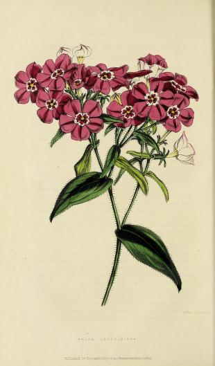 heatonmoorpark's tweet photo. Botanical illustration and the park: The Florist's journal and gardener's record : illustrated with superior coloured engravings, 3 vols, 1846-48......BHL/Smithsonian ..... https://t.co/RrUPv7kErm #botanicalillustration #historyofbotany https://t.co/BFcKhlx3vr