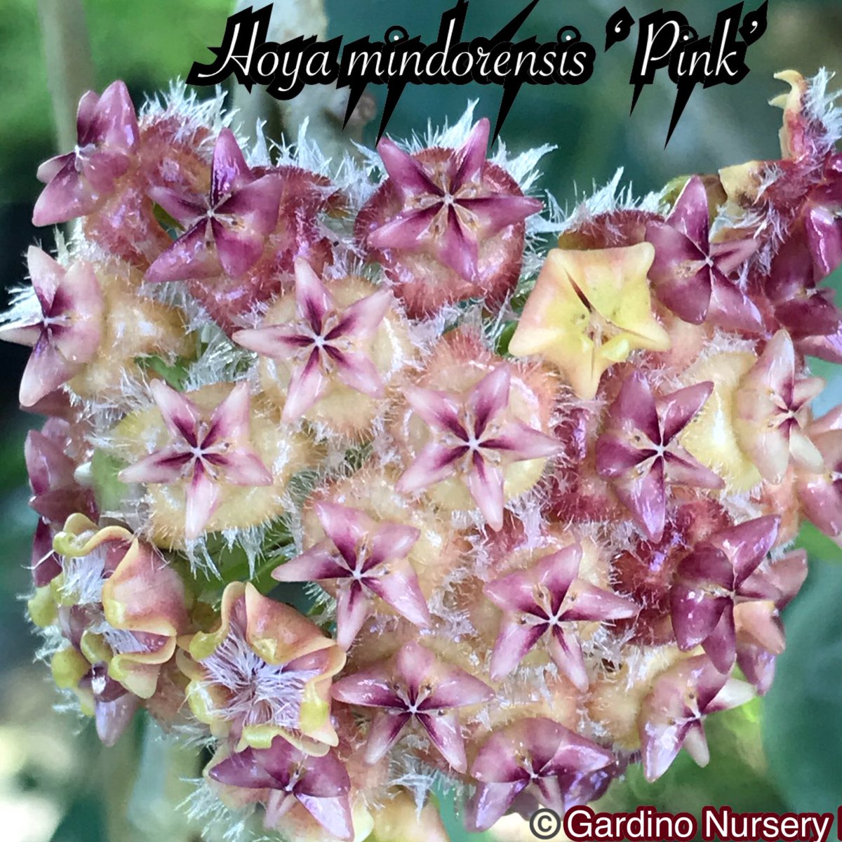 Hoya mindorensis. It's endemic to the Philippines. This variety