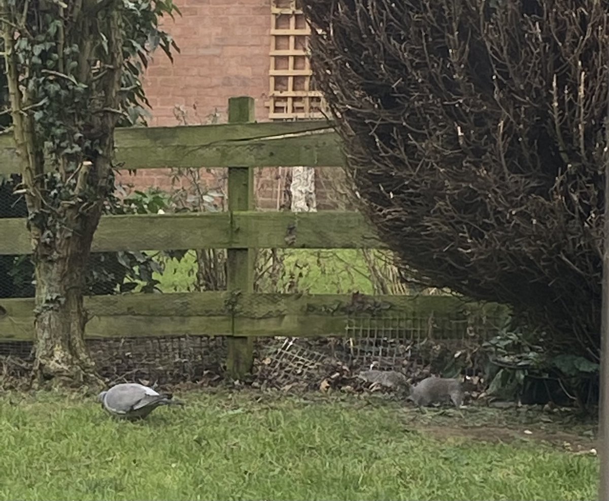 LangthorneKim's tweet photo. Loving watching the wildlife whilst sat at my work from home office area - I find it very therapeutic 🍃 💚 Now back to report writing 🙇‍♀️ #NQOT #WFH https://t.co/B0WTDQzAqX