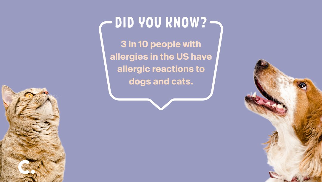 Are Cats More Allergenic Than Dogs