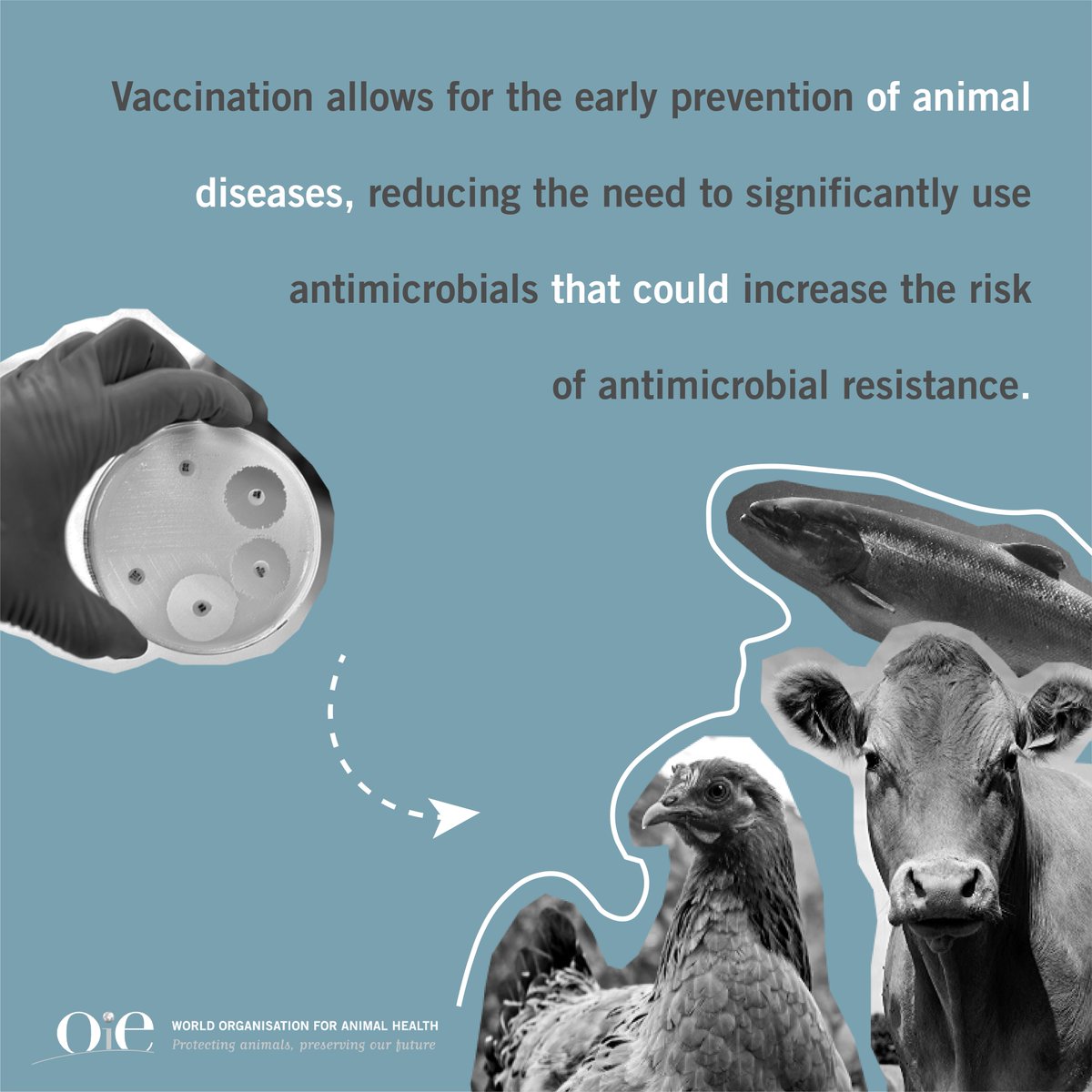 WOAH's tweet photo. Ways to reduce the rise of 🦠 #AntiMicrobialResistance 🦠:

✅ Use the recommended dosage regiment, treatment length &amp; withdrawal period of #antimicrobials.

✅ Vaccinate your animals to prevent diseases. https://t.co/9q0RjX4iwH