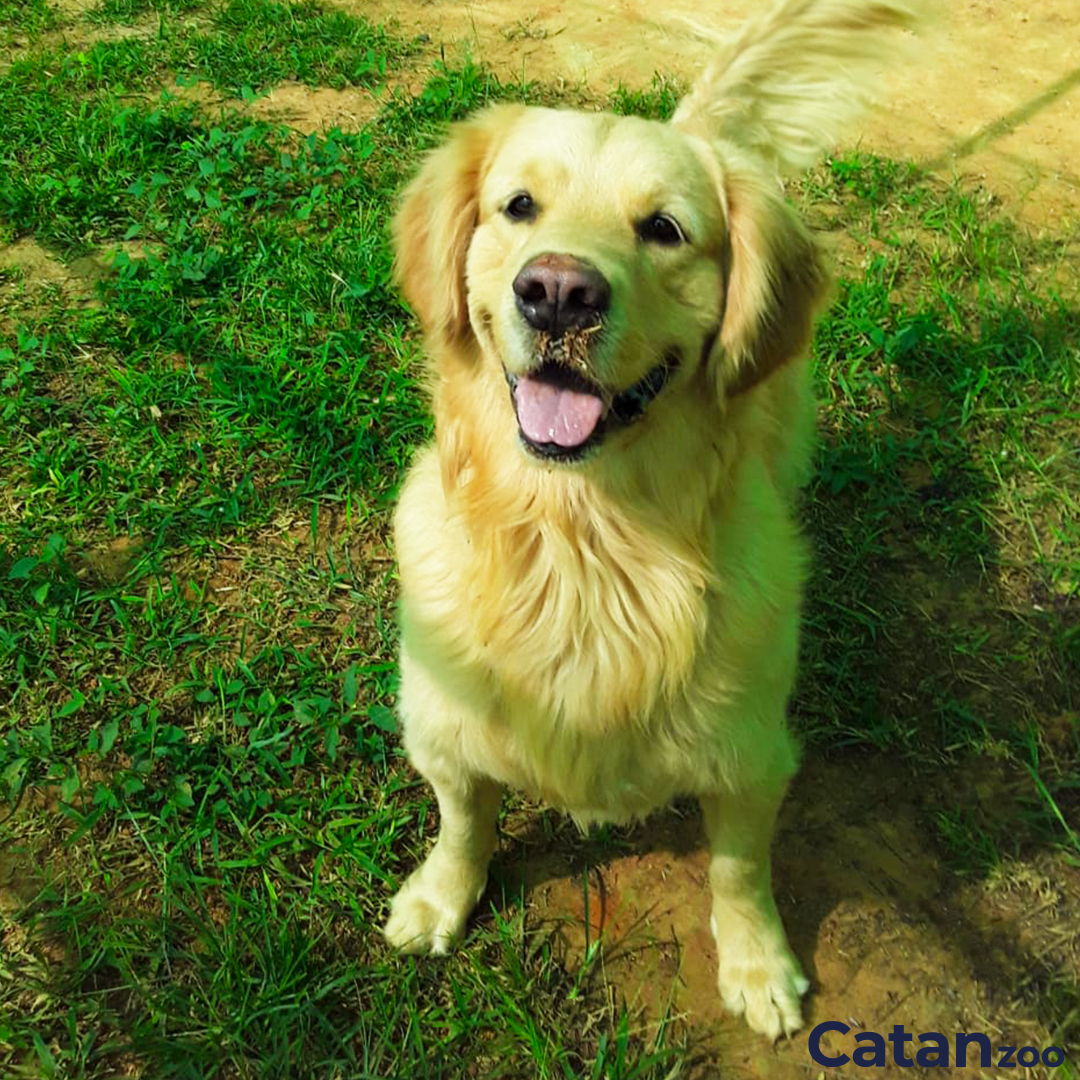 catanzoo's tweet photo. Iniciamos el día con el guapo #Luffy 

Recuerda que pensando en ellos y en ti, tenemos a su disposición tres planes de salud, con amplia cobertura y facilidades de pago.

3182185163 - 6960387 

Hacemos lo que mejor sabemos, cuidar de tu mascota. 

#Catanzoo #goldenretriever https://t.co/YiABwGqgHN