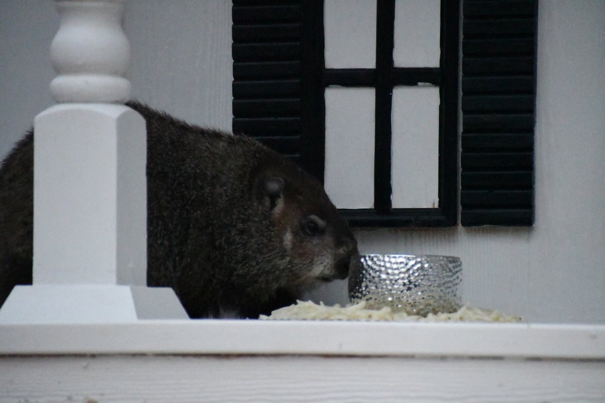 Official General Beauregard Lee (@genbeaulee) on Twitter photo 