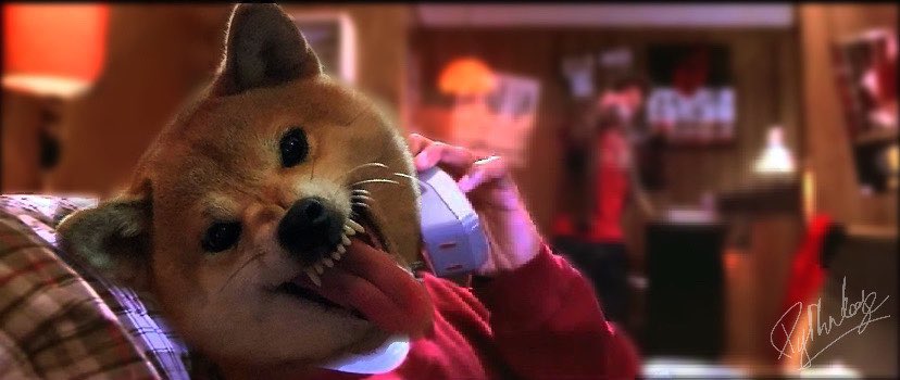 pythadoge's tweet photo. Hey @elonmusk! Wazzuuuuuup?!π€£
#dogearmy #dogecoin #adoptdoge https://t.co/wgKDAEnrb0