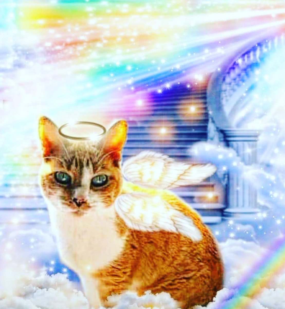 PrettyKBarbee's tweet photo. One year ago you left this world but you will never leave my heart!  Miss you every day Pretty Kitty!!  Hope you are running free up at the bridge and making sure your little bother Biggie isn’t being too naughty up there!  Love you always and forever!! https://t.co/Zuryetq18t