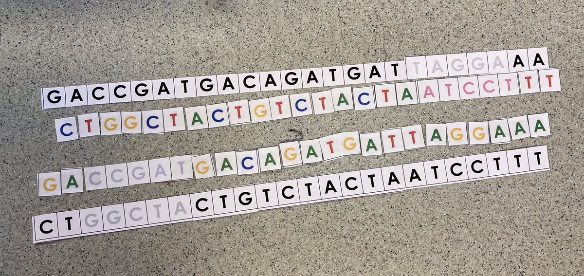ELABiology's tweet photo. Y13 were learning about how PCR works today. This is now a process the general public is talking about in daily life but how many of them know how it works?! Y13 do! https://t.co/mNXf06gTxR