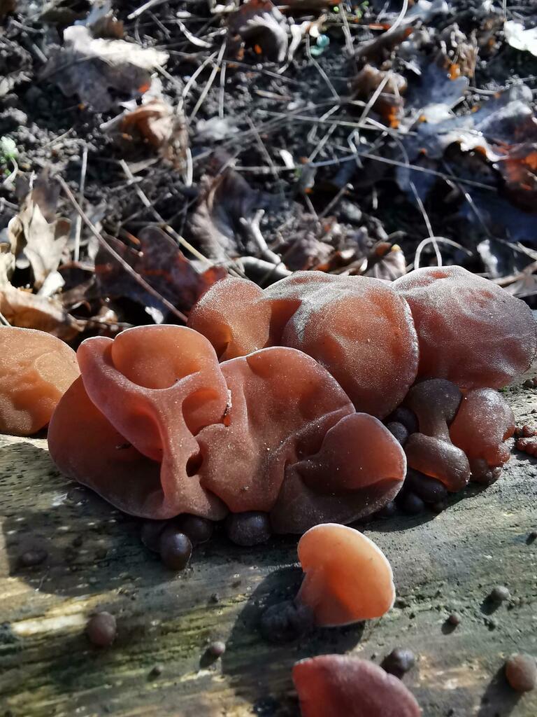 #Auriculariaauriculajudae #Mushroom  in a Temperate forest #habitat  🦔  🌻 Try out the new @NatureSpotsApp on naturespots.net and and start exploring #nature! 💚  #naturelovers #natur #naturbeobachtung #naturephotography by Beatrice Menges - Auricularia auricula-judae …