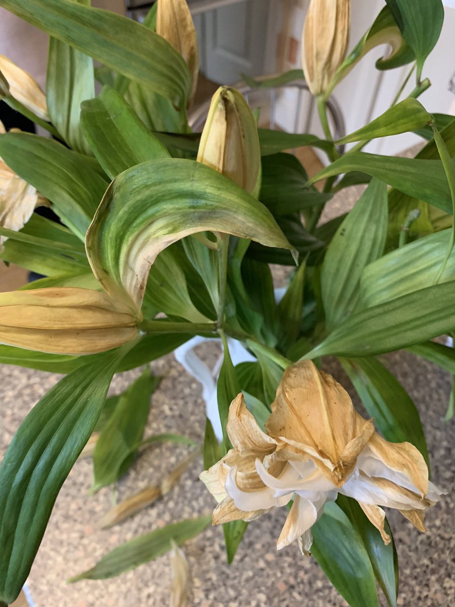 carosmith1506's tweet photo. Hi @prestigeflowers My mum has tried to contact you by phone, chat, email but no response. She’s really disappointed with her flowers which as you can see are very poor quality. Please can you respond. https://t.co/EbemiXIUn8