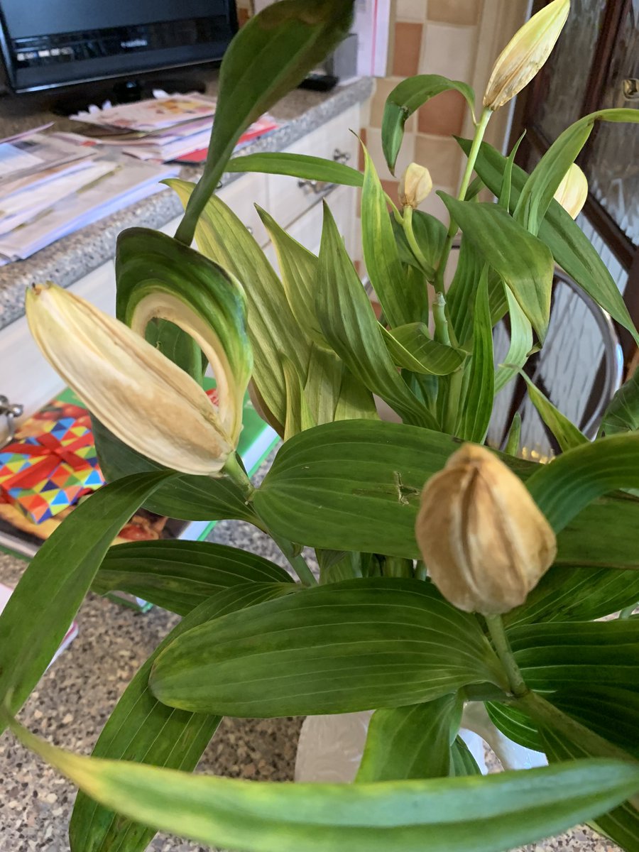 carosmith1506's tweet photo. Hi @prestigeflowers My mum has tried to contact you by phone, chat, email but no response. She’s really disappointed with her flowers which as you can see are very poor quality. Please can you respond. https://t.co/EbemiXIUn8