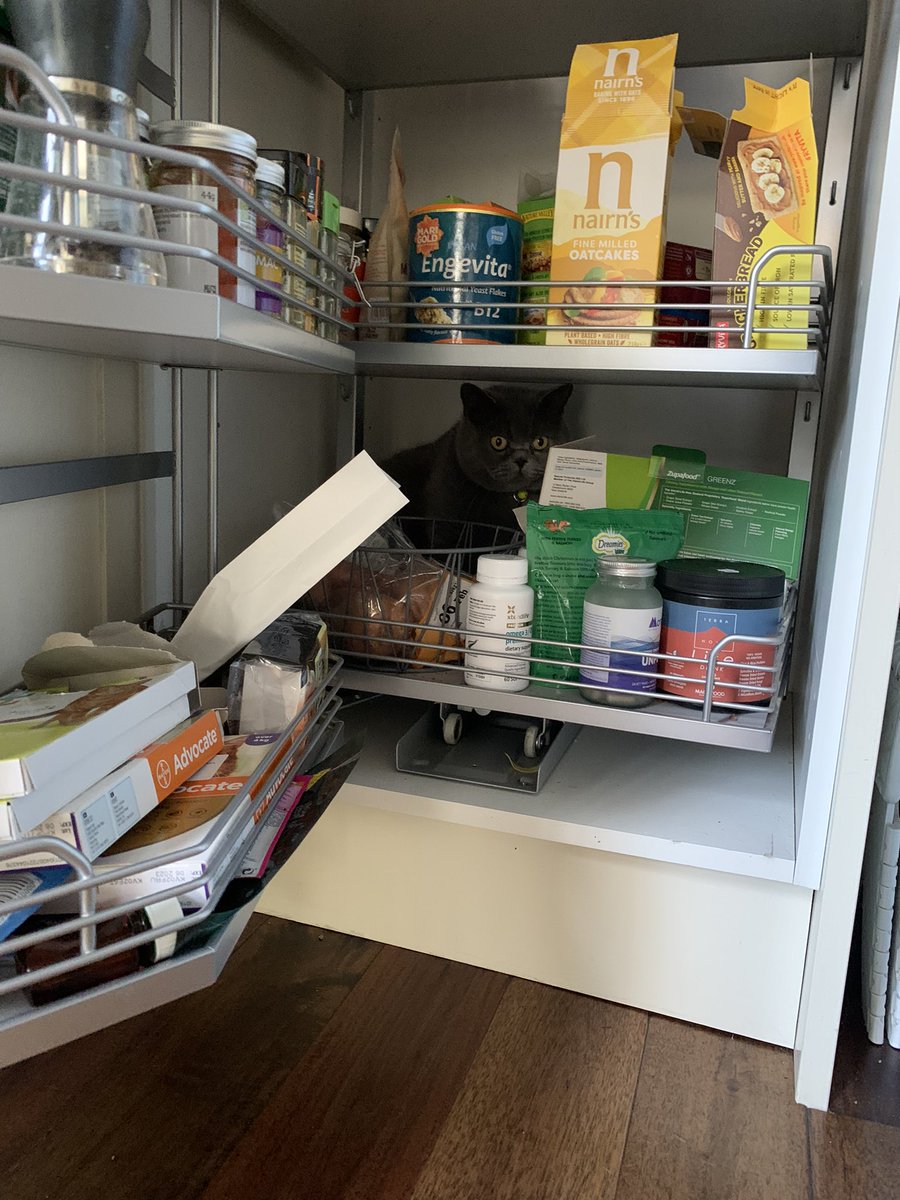 tonoflips's tweet photo. Reg has gone back into lockdown 🙀 https://t.co/u0j7mO8iQX