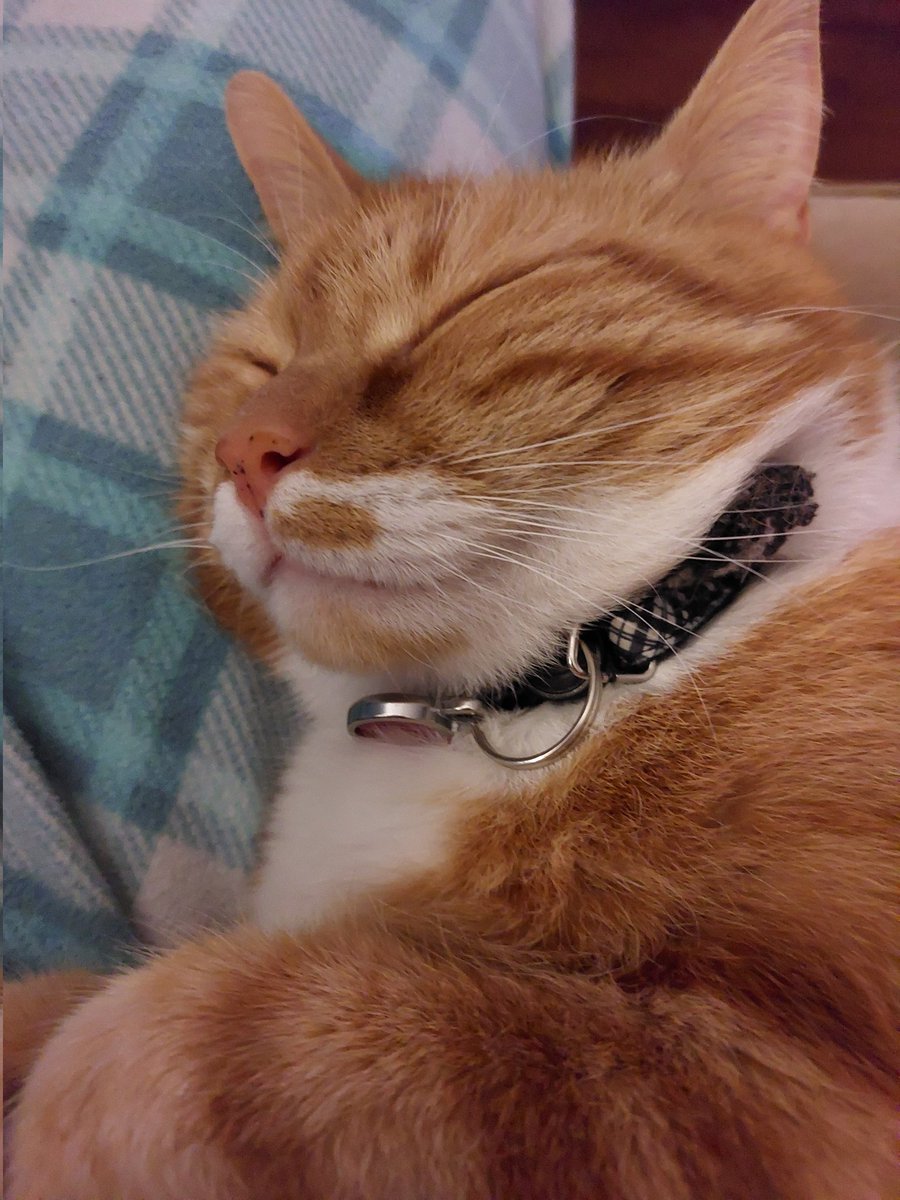 CatNotFrog's tweet image. Be like this at least 20 hours a day