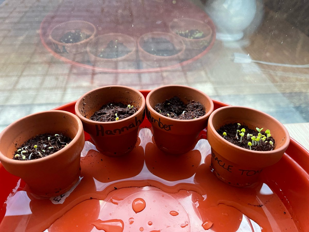 Last week our Sales Team planted their very own Basil seeds as a part of our 'Meetings for Change' 
Look how much they have grown!

#kentshillpark #limevenueportfolio #kentshillparktrainingandconferencecentre #greenthumb #sustainability #meetingsforchange