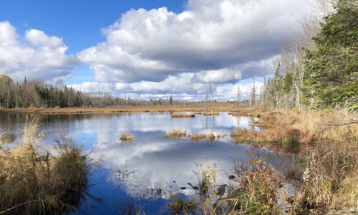 It is #WorldWetlandsDay! Celebrate these important areas on our planet 💚 #snowdonpark <a href="/twpmindenhills/">Minden Hills</a> #myhaliburtonhighlands #comewander #getoutside #hikehaliburton