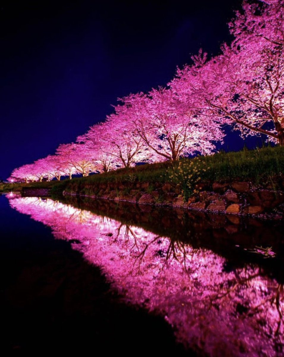 草場川の夜桜(福岡)