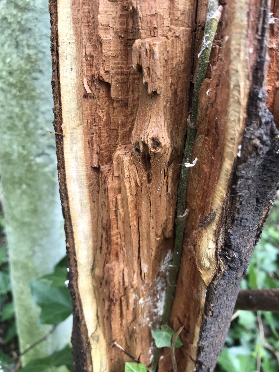 treeruss's tweet photo. Interesting combination of Turkey Tail brackets & cubicle brown rot on Damson (killed by shade). Presumably brown rotter is a species like Laetiporus (not fruiting) with TT being secondary coloniser.
#TreeFungi #Trametesversicolor #AbneyPark #BracketFungi #DecayingWood #BrownRot https://t.co/fKBqZ6S0Xy