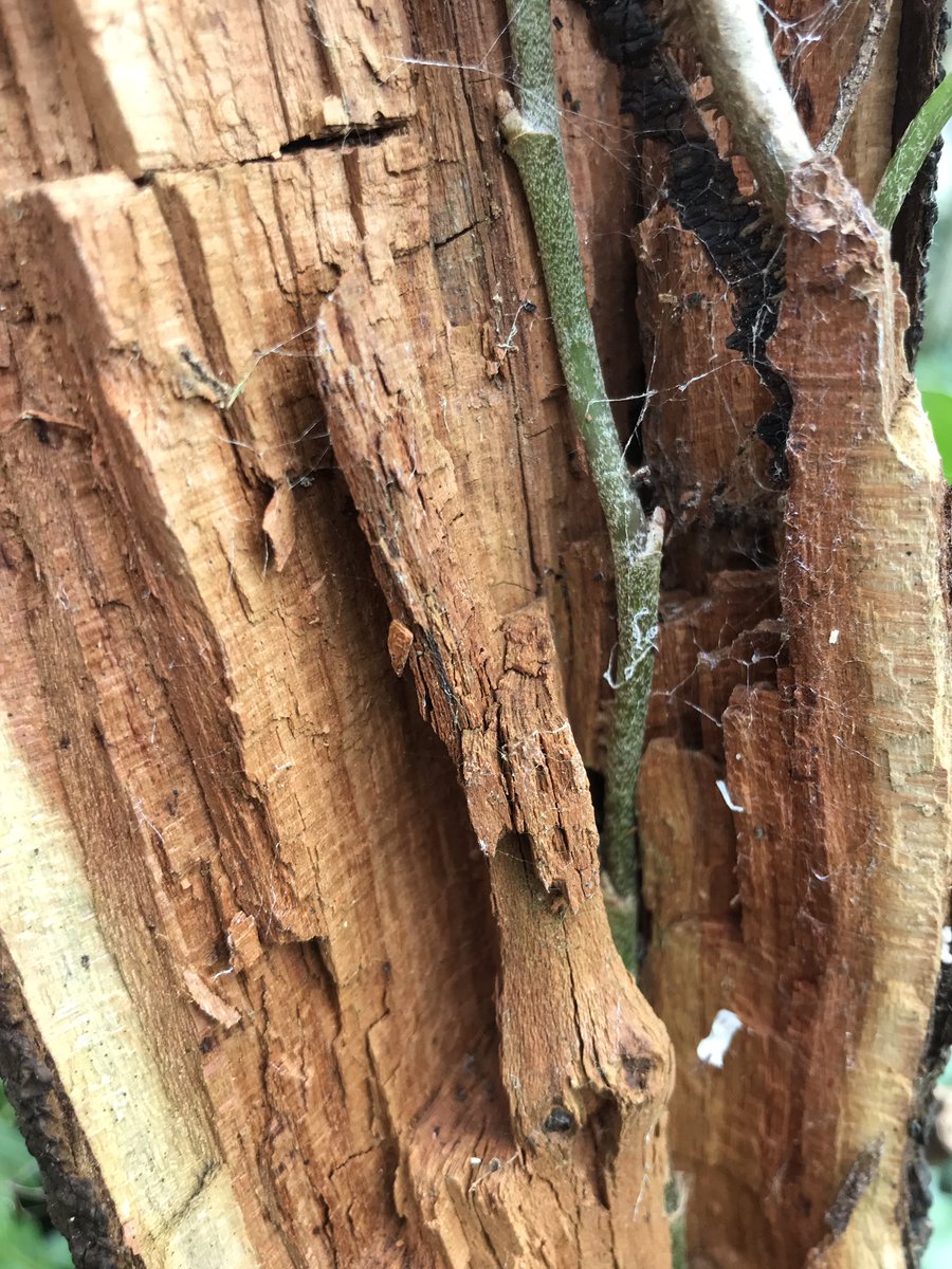 treeruss's tweet photo. Interesting combination of Turkey Tail brackets & cubicle brown rot on Damson (killed by shade). Presumably brown rotter is a species like Laetiporus (not fruiting) with TT being secondary coloniser.
#TreeFungi #Trametesversicolor #AbneyPark #BracketFungi #DecayingWood #BrownRot https://t.co/fKBqZ6S0Xy