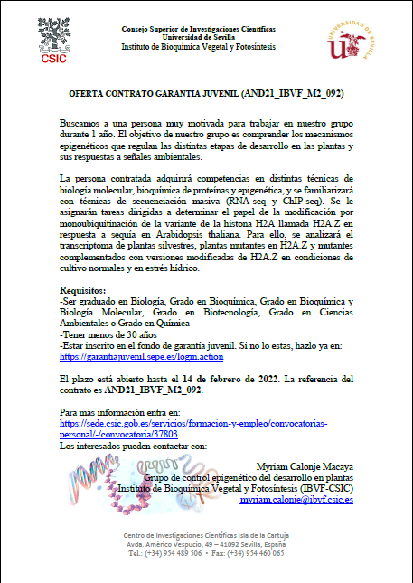 MyriamCalonje's tweet photo. Ofrecemos un contrato de garantía juvenil para trabajar 1 año en epigenética de plantas. No pierdas la oportunidad!! https://t.co/Y6AJa75EYd