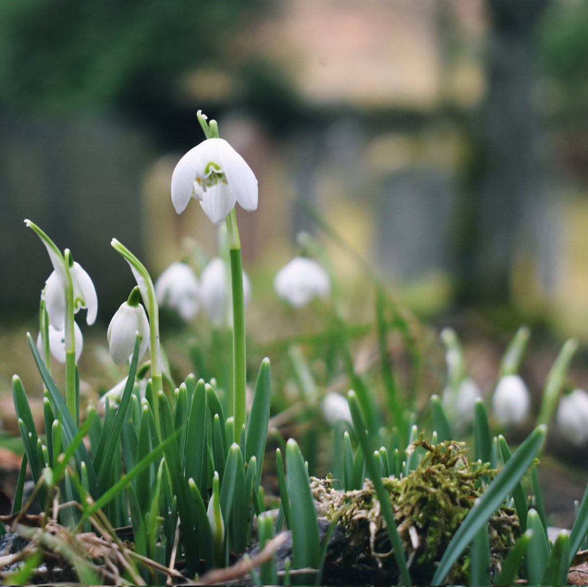 _arcaneblue's tweet image. Imbolc 🤍