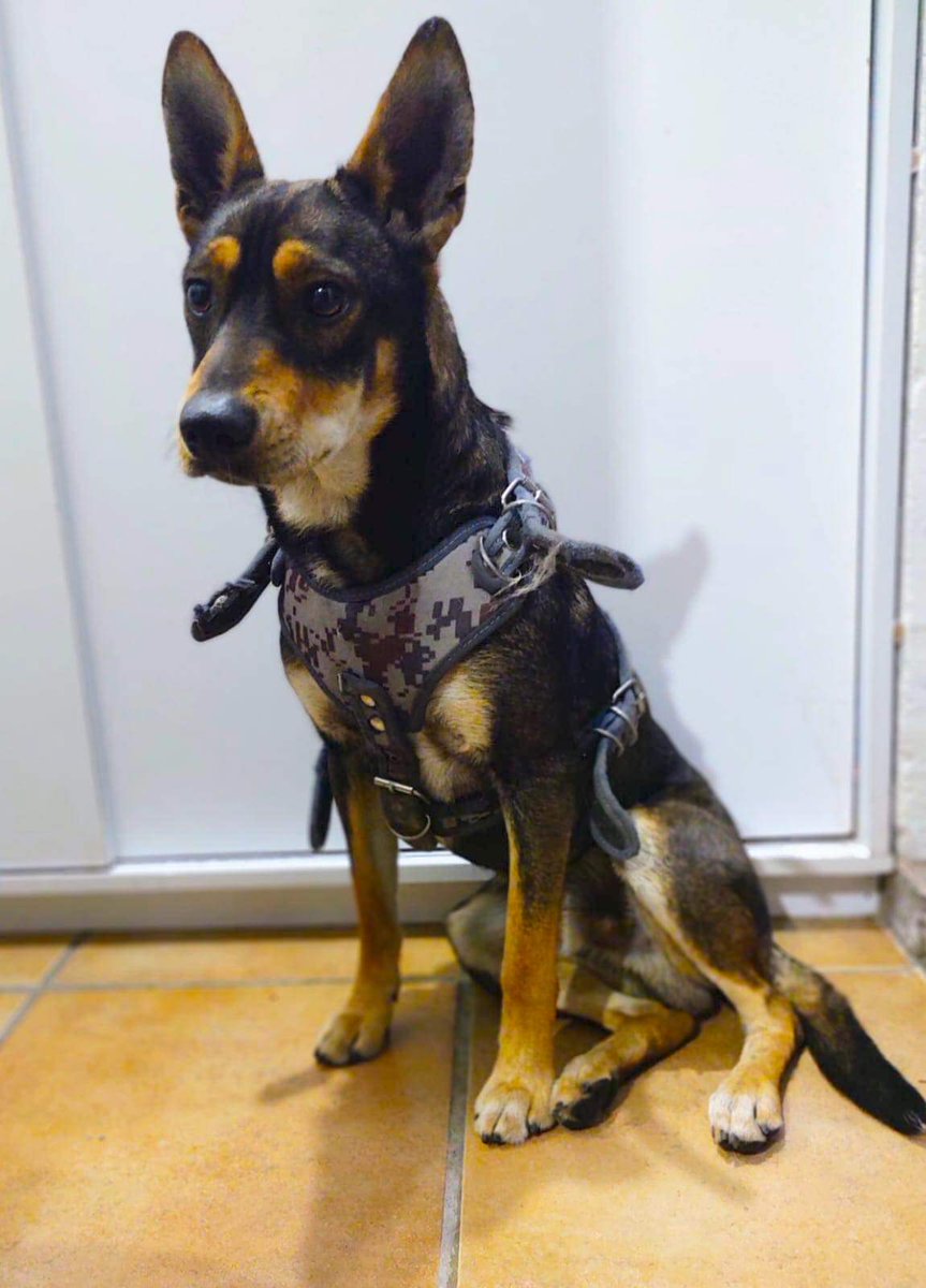PrrosPerdidosMX's tweet photo. #ENCONTRADO 31/01/22
Paseos de Taxqueña, #Coyoacán, #CDMX ☎️ 5554167277
Trae pechera, sin collar, sin placa
Aprox. 1 año de edad
Resguardado, se busca a su familia @MascotaCoyoacan https://t.co/GnggLXfRKc