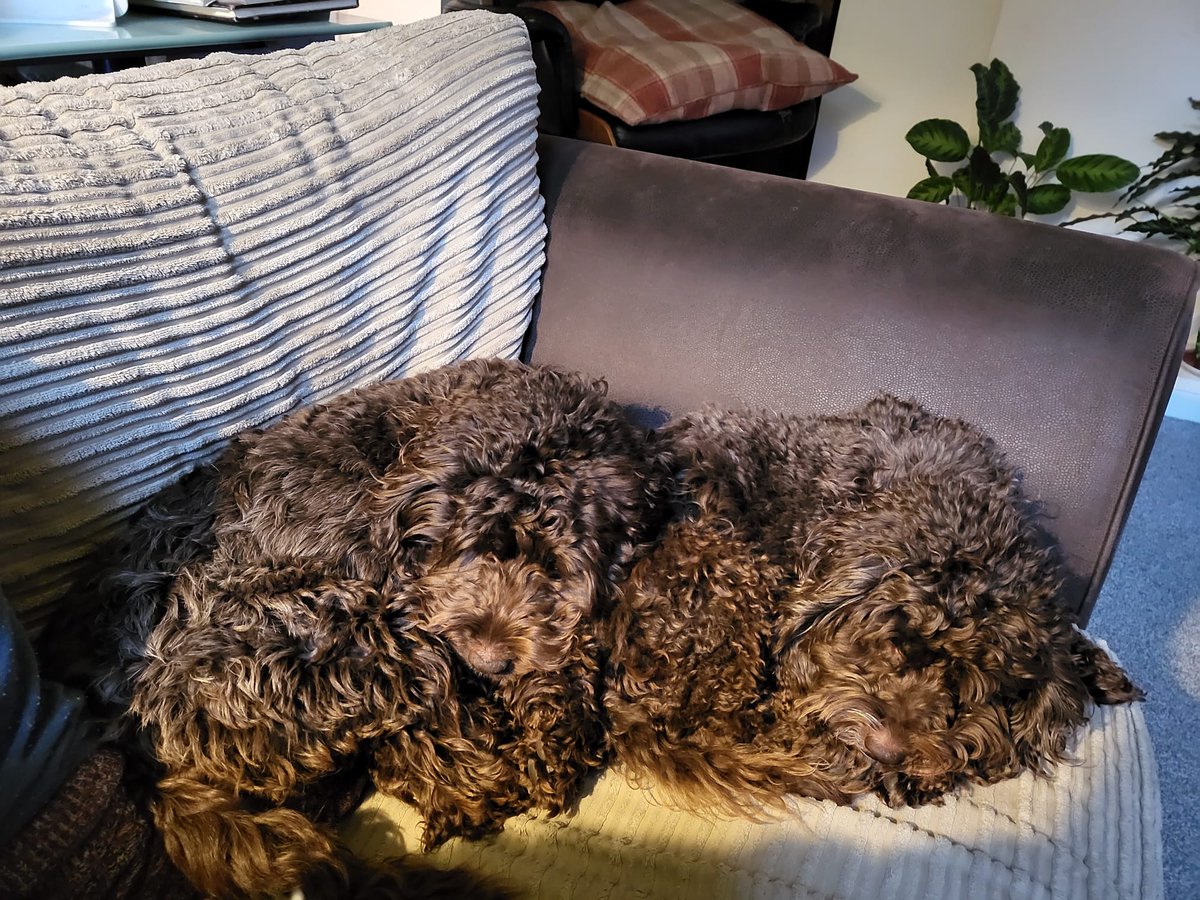 Day 19: The dogs have formed some sort of canine superstructure. A bad omen for sure.