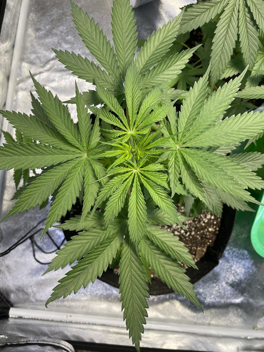 Banana Mango looking beautiful this fine Tuesday morning. Spider farmer sf1000 #growyourown 🔥🔥