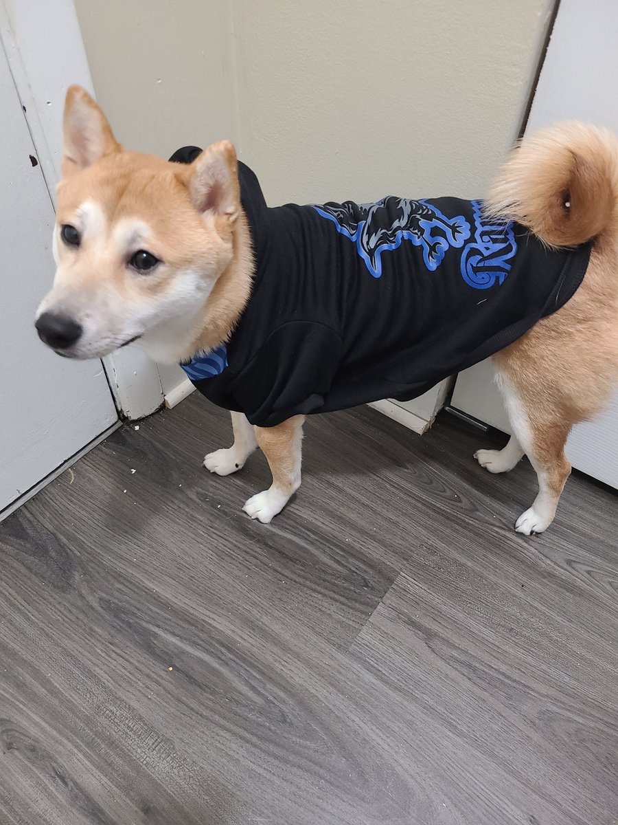 ShibHaru's tweet photo. Friens!!! Mommy got me a hoodie! Sissy Azula won't wear one so mommy got her a matching collar instead, she didn't feel like posing for a pic tho 🤣 #CuteAnimals #dogsoftwitter #DogsofTwittter #CatsOfTwitter #puppies #shiba https://t.co/Q4T2633Gmp