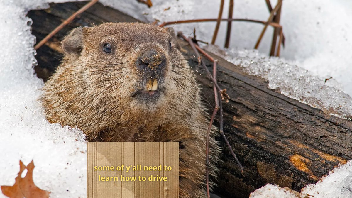 One of the largest members of the squirrel family hath spoken. According to the groundhog's prediction, we are in for six more weeks of winter. However, a recent study of 33 prognosticating groundhogs found that they only predict the onset of spring 50% of the time. Either way;