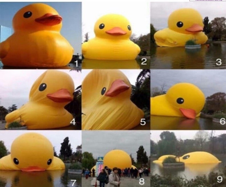 🦆 On the #rubberduckscale Which duck are you today? 

Look out for another a big competition this Friday!! 

In the meantime, fill out your NSS thestudentsurvey.com.  

It only takes 10 minutes and your feedback is important to us.

#AberNSS #AberQuack