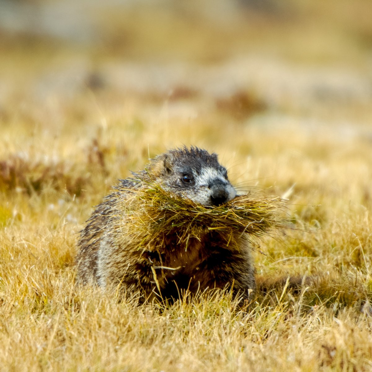 wsemt's tweet photo. Today, we celebrate the benefits that marmots, a relative of groundhogs, offer including soil aeration and nutrient mixing that lead to increased biodiversity and soil health! #soilhealth #groundhogsday https://t.co/tujVwU62jc