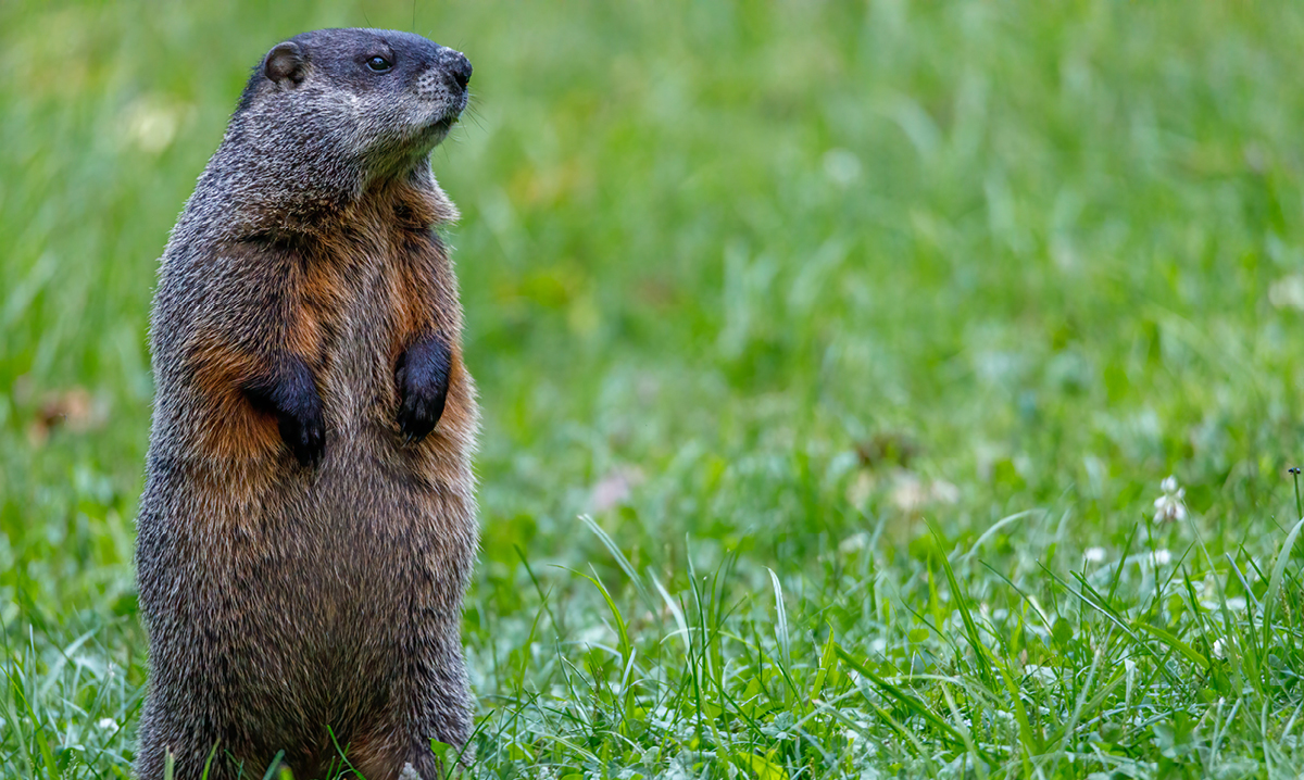 kodomokids_us's tweet photo. February 2nd is Groundhog Day in the United States and Canada! It comes from a Pennsylvania Dutch superstition that if a groundhog sees its shadow on this day, there will be 6 more weeks of winter.  If not, spring comes early! #multiculturalkids #groundhogday  #homeeducation https://t.co/l0IbVZjodM