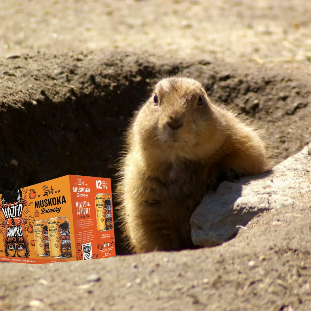 His face says it all. Ready for an early spring 🍻

#muskokabrewery #muskoka #groundhogday #hazedandconfused