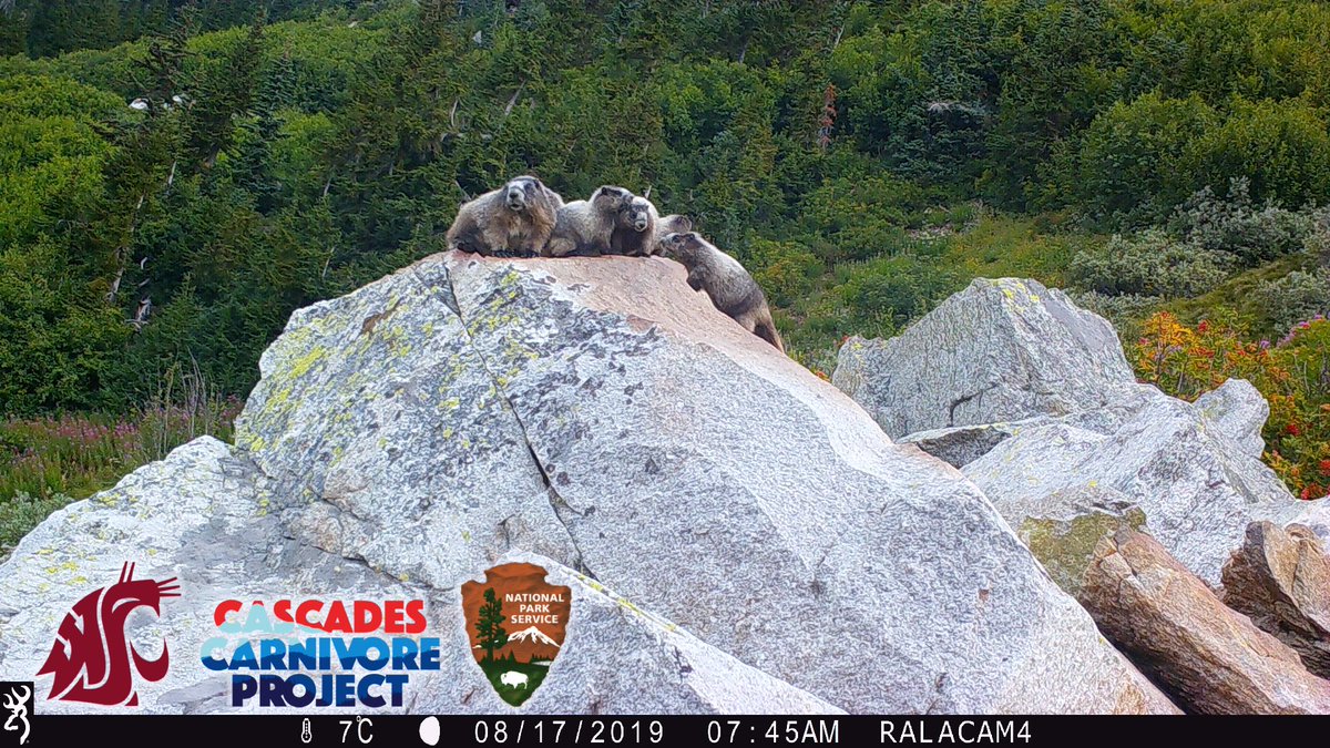 loganwhiles's tweet photo. Happy Whistlepig Day from one of @NCascadesNPS cuddliest families. https://t.co/ovCHGMDGBy