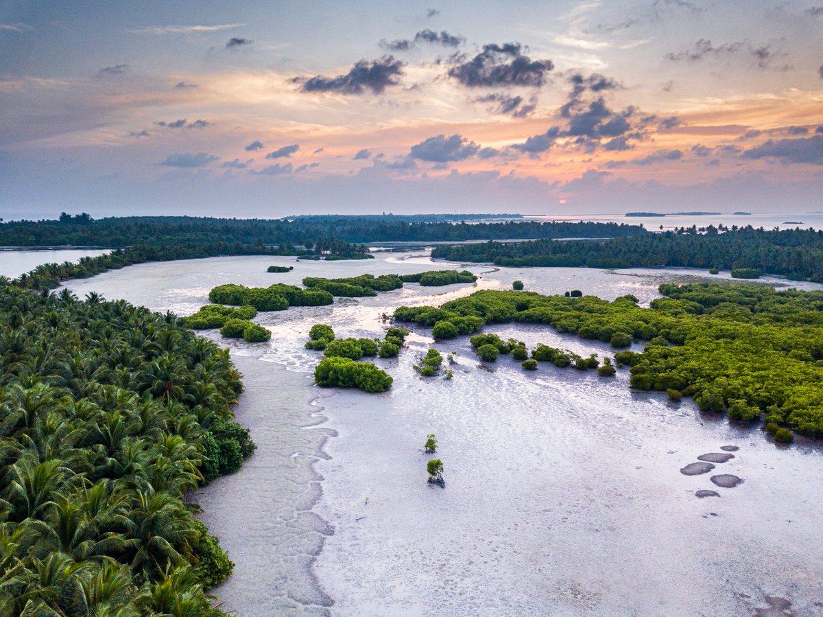 Maldives Resilient Reefs tweet media