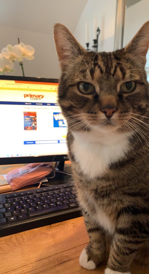 Primary Times Leicestershire & Rutland (@primarytleics) on Twitter photo Mojo is trying to enter to ✨WIN✨ some of the brilliant PT comps ~ have you entered yet at primarytimes.co.uk/leicestershire #thiscatcan 😻🤞 #justinlive <a href="/demontforthall/">De Montfort Hall</a> #peppapig <a href="/LboroTownHall/">Loughborough Town Hall</a> <a href="/planetbuddiesuk/">Planet Buddies</a> <a href="/ninjawarrioruk/">Ninja Warrior UK</a> Mojo is trying to enter to ✨WIN✨ some of the brilliant PT comps ~ have you entered yet at primarytimes.co.uk/leicestershire #thiscatcan 😻🤞 #justinlive <a href="/demontforthall/">De Montfort Hall</a> #peppapig <a href="/LboroTownHall/">Loughborough Town Hall</a> <a href="/planetbuddiesuk/">Planet Buddies</a> <a href="/ninjawarrioruk/">Ninja Warrior UK</a>