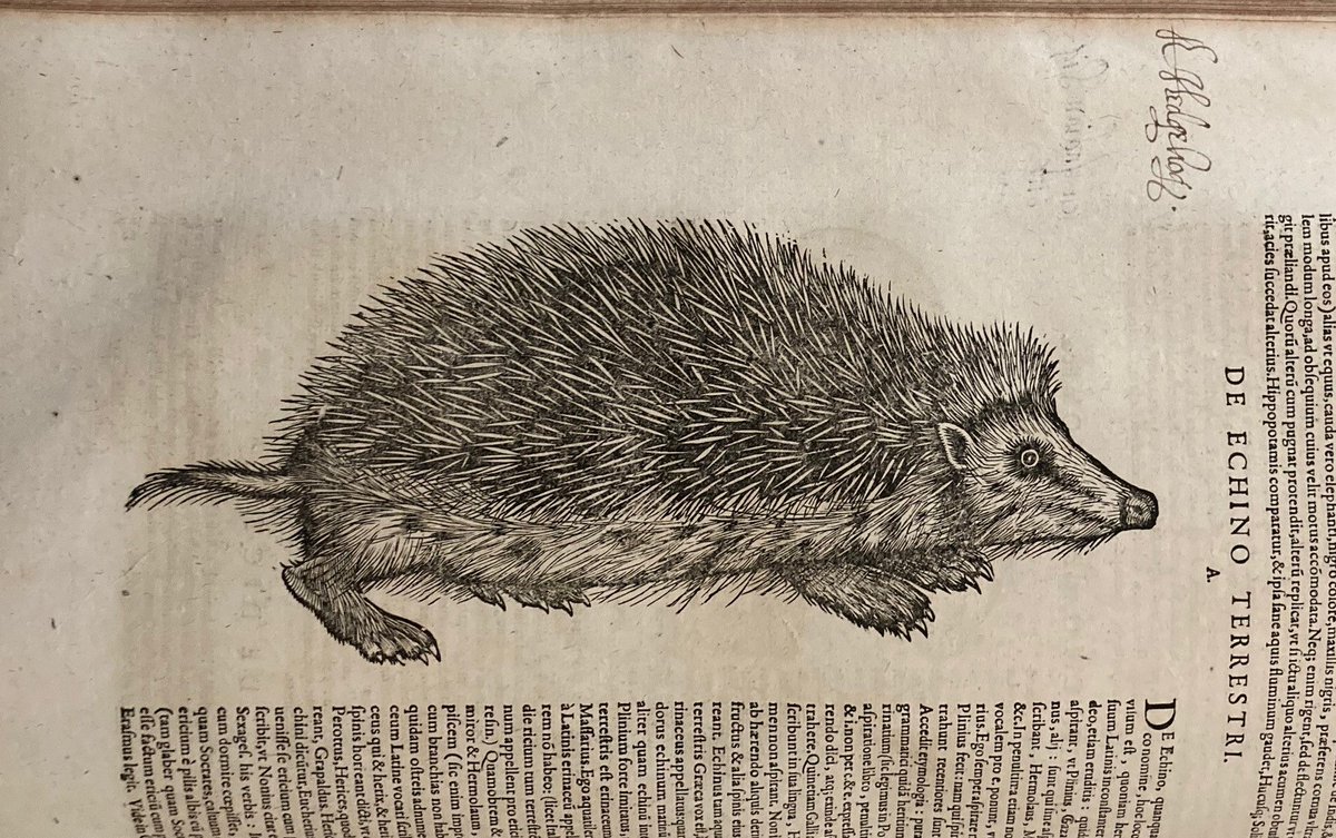 It's #NationalHedgehogDay!
The name hedgehog comes from the Middle English 'heyghoge', for their love of hedgerows. Another early name was 'furzepig', from the Old English for gorse, because of all those prickles.
📷'Historia animalium' (1551–1558), Conrad Gessner 
#HedgehogDay🦔