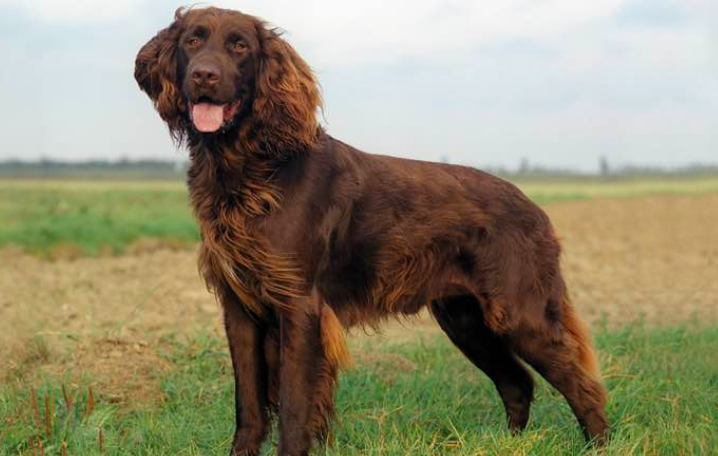 CKC4thedogs's tweet photo. The #GermanLongHairedPointer is the rarest of the German Pointers. They are intelligent, versatile, good-natured, and are at-home on the farm or in the field. What tricks can your German Long Haired Pointer do? https://t.co/V8F8N1xsr5 https://t.co/Rts8obJDBR