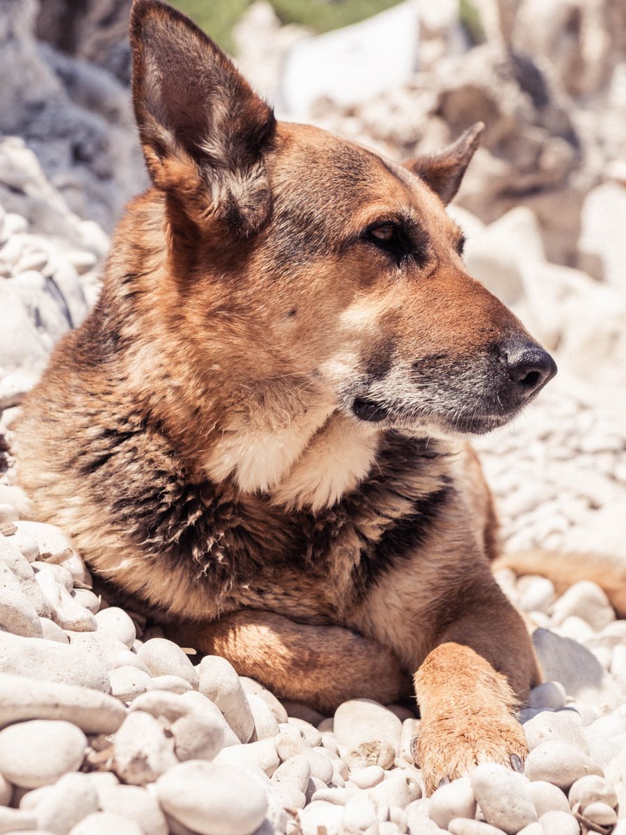 LifeGreekIsland's tweet photo. She gets bananas when she hears the Happy Birthday song. This time there's a good reason. She just turned 11. She's family and she's the greatest dog one could wish for! Happy Birthday love! #dogs #happybirthday https://t.co/utgkaqWOe1