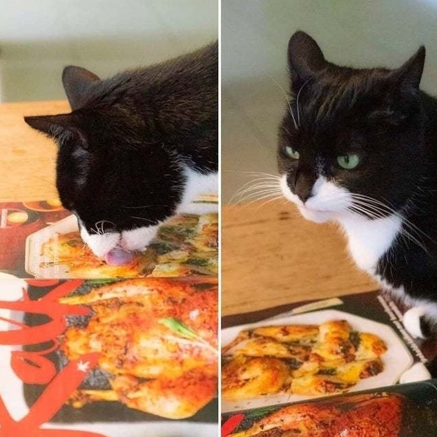 Fuck you. I thought it was a real chicken. I'm shy !!!