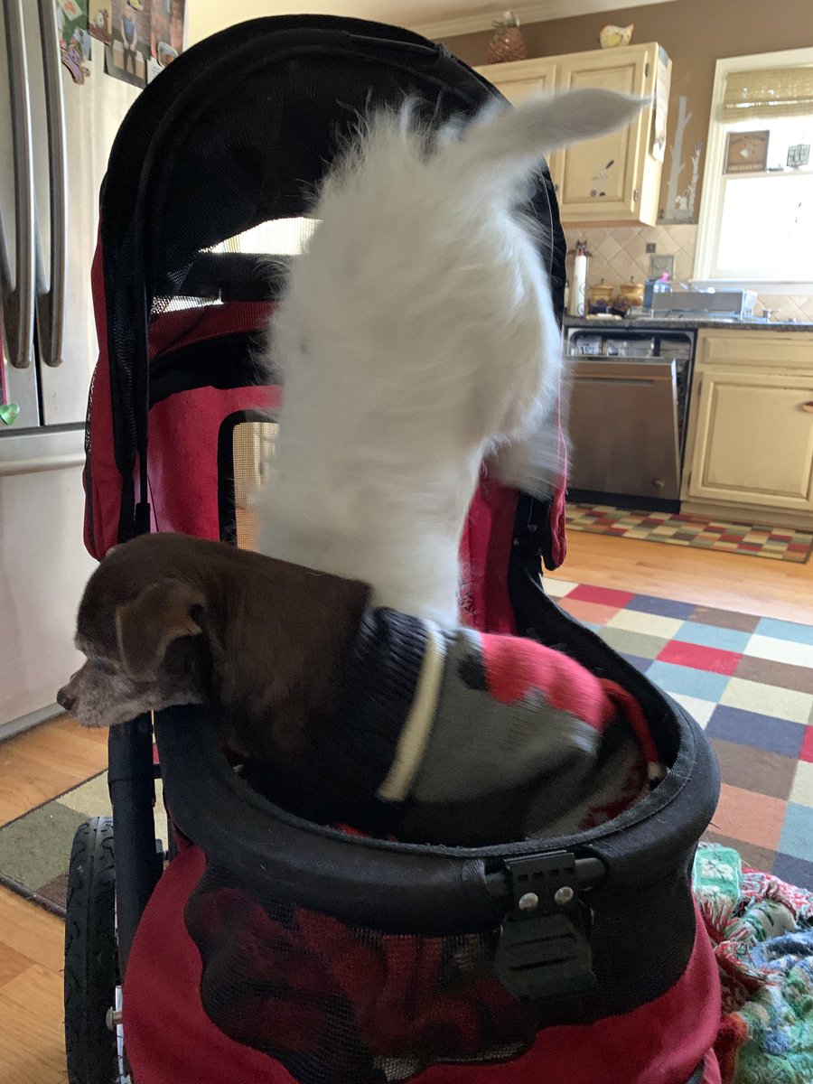 Mookat810's tweet photo. My crazy Jack Russell terrier Peanut jumped into my elderly dog Cocoa’s pet stroller looking for remnants of her breakfast! We have to feed Cocoa in this buggy because she eats so slowly and we have to keep it away from her younger brother! Never a dull moment! https://t.co/J0xBcogh8c